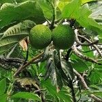 Artocarpus altilis ഫലം