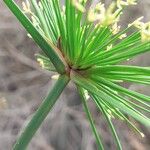 Cyperus haspan Annet