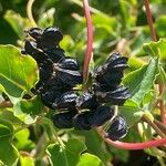 Fallopia baldschuanica Fruit