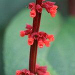 Salvia confertiflora Flower