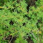 Vachellia hockii Лист