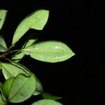 Pradosia surinamensis Hoja