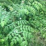 Aralia elata Yaprak