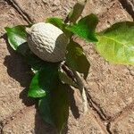 Gardenia thunbergia फल