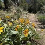 Wyethia sagittata Kvet