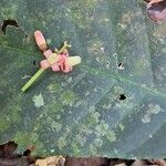 Guarea macrophylla Flower