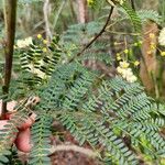 Acacia terminalis Foglia