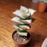 Crassula perforata Folha