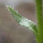 Erigeron uniflorus Φλοιός