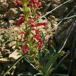 Penstemon utahensis 整株植物