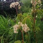 Begonia luxurians 花