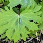 Petasites frigidus Leaf