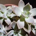 Graptopetalum paraguayenseFolha