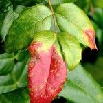 Berberis repens Leaf