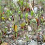 Linanthus dichotomus Habitatea