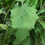 Lapsana communis Leaf