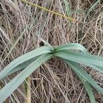 Allium commutatum Leaf