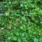 Rorippa nasturtium-aquaticum Leaf