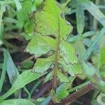 Sisymbrium erysimoides Leaf