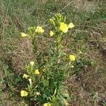 Oenothera biennisÇiçek