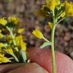 Alyssum serpyllifolium