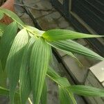 Sobralia macrantha Leaf