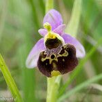 Ophrys fuciflora മറ്റ്