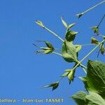 Thalictrum macrocarpum Gyümölcs