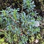 Erinus alpinus Hoja