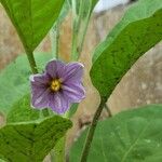 Solanum melongenaBlomst