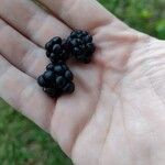 Rubus trivialis Fruit