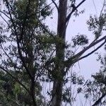 Eucalyptus pilularis Hostoa