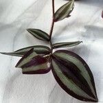 Tradescantia zebrina Blatt