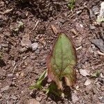 Aristolochia watsonii 葉