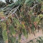 Picea breweriana Folha