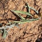 Hypoestes forskaolii Leaf