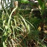 Panicum maximum Hoja