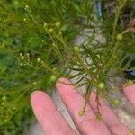 Solidago ptarmicoides Hábito