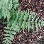 Dryopteris erythrosora Leaf