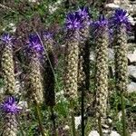 Phyteuma betonicifolium Flor