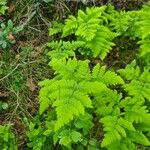 Gymnocarpium dryopteris Folha