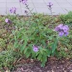 Phlox paniculata 整株植物