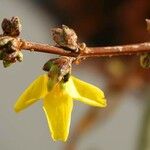 Forsythia suspensa Rinde