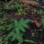 Pleopeltis polypodioides Blad