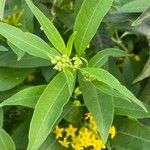 Cestrum aurantiacum Frunză