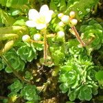 Saxifraga conifera পাতা