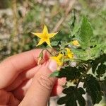 Solanum pimpinellifolium
