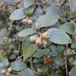 Cotoneaster dielsianus ഇല