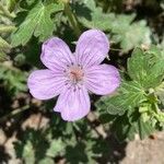 Geranium viscosissimum Kukka