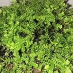 Selaginella kraussianaLeaf